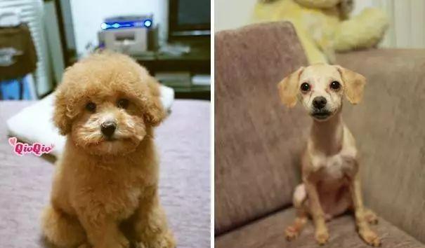 泰迪染毛需要多少钱？染毛过程中应注意什么？