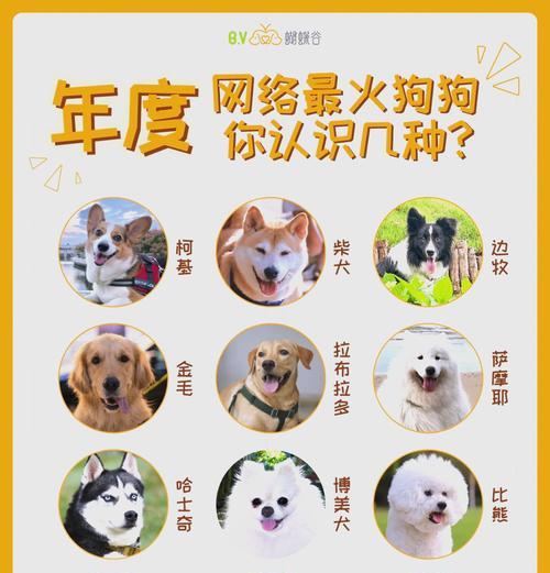 合心柴犬领养的标准是什么？需要满足哪些条件？
