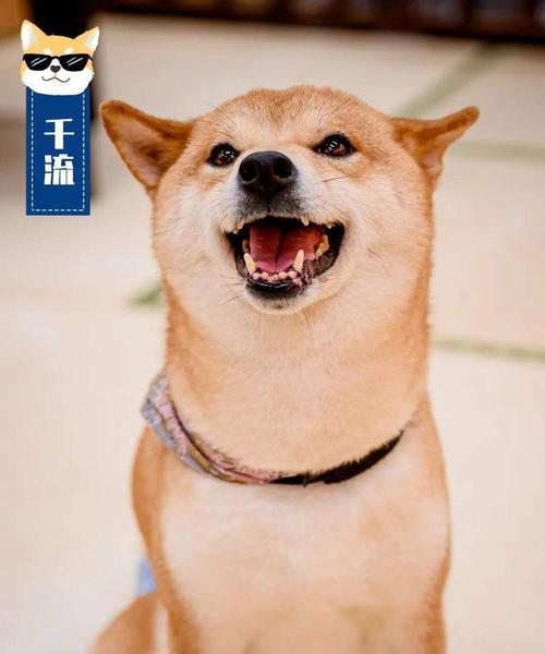 万达萌宠乐园柴犬售价是多少？