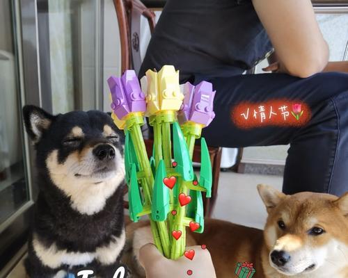 两只流浪狗柴犬能配种吗？配种费用是多少？