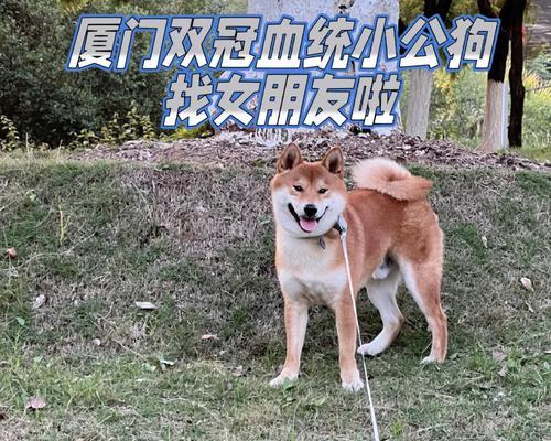 两只流浪狗柴犬能配种吗？配种费用是多少？
