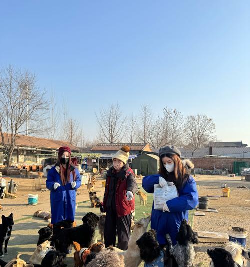两只流浪狗柴犬能配种吗？配种费用是多少？