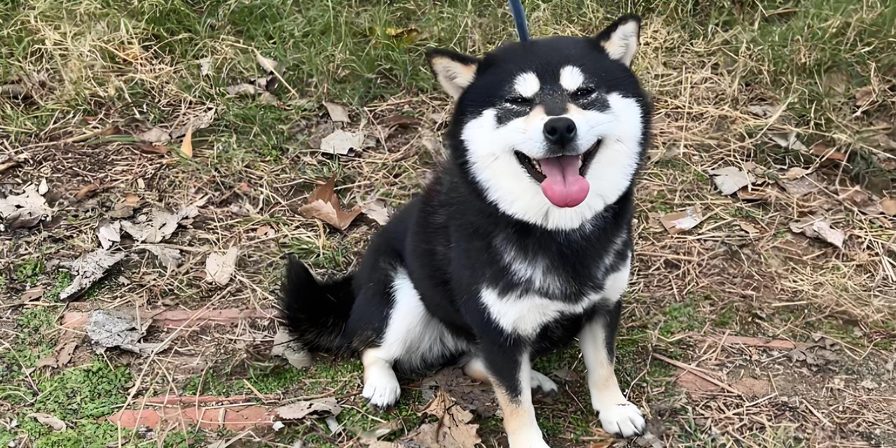 豆柴犬多少钱一只怎么卖？壮实的大型犬有哪些？