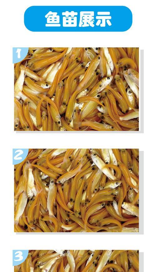 连环鱼苗的最佳接种时间是什么时候？接种前后需要注意什么？