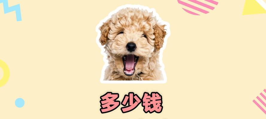 给泰迪剪全身需要多少钱？泰迪美容的费用是多少？
