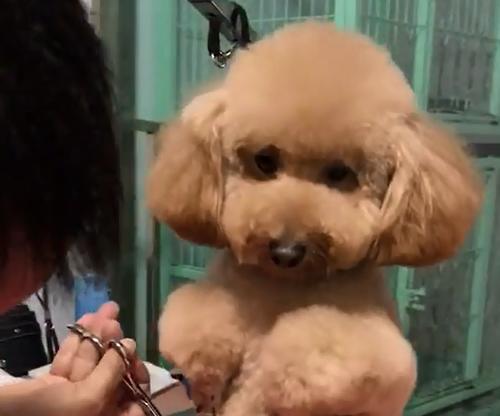 给泰迪剪全身需要多少钱？泰迪美容的费用是多少？