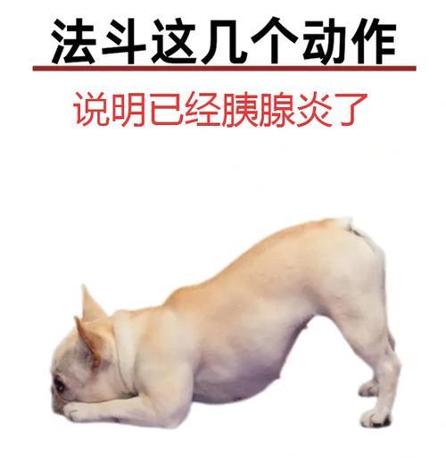 狗吐粮和粘液的原因及解决办法是什么？