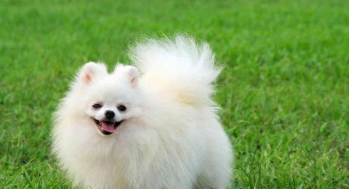 哪些小型犬品种不需要拔耳毛？它们的护理要点是什么？