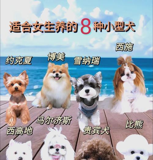 哪些小型犬品种不需要拔耳毛？它们的护理要点是什么？