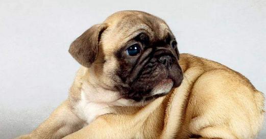 哪些小型犬品种不需要拔耳毛？它们的护理要点是什么？