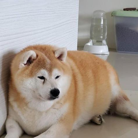 柴犬的体重上限是多少公斤？