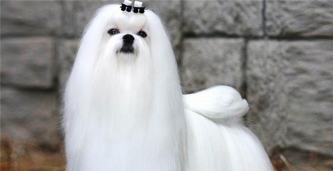 哪些小型宠物犬既卫生又易养？