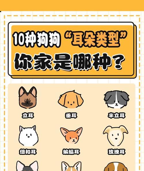 哪些是高档的大型犬品种？它们各自的特点是什么？