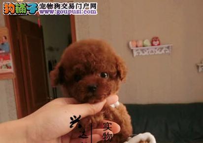 黄岛小体泰迪的出售价格是多少？购买时应注意哪些问题？