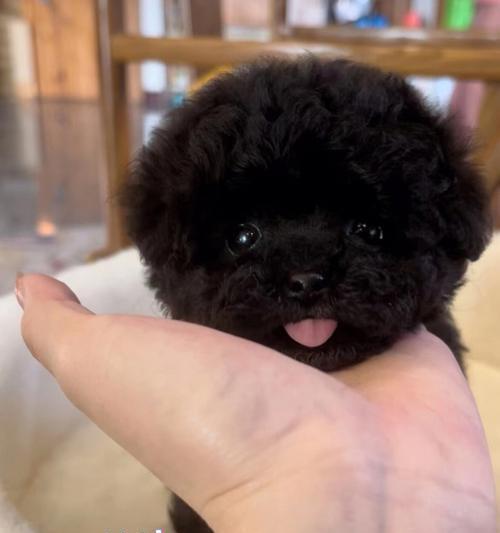 泰迪能适应多少度的环境温度？如何帮助其适应极端天气？