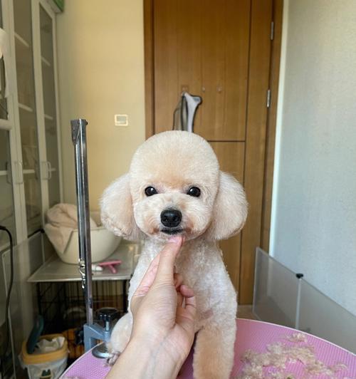 泰迪能适应多少度的环境温度？如何帮助其适应极端天气？