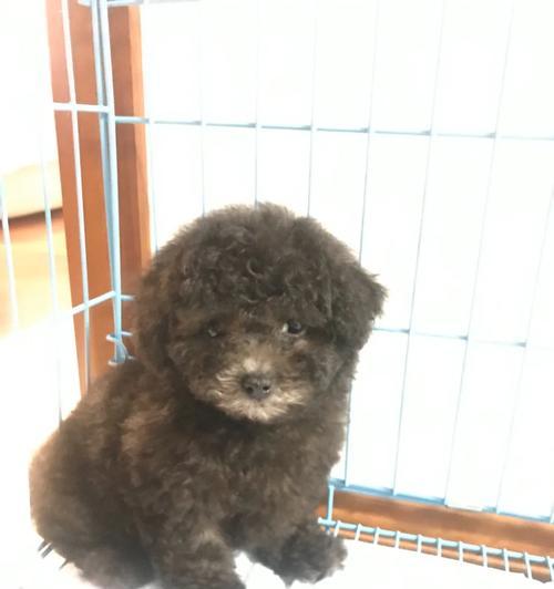 泰迪能适应多少度的环境温度？如何帮助其适应极端天气？