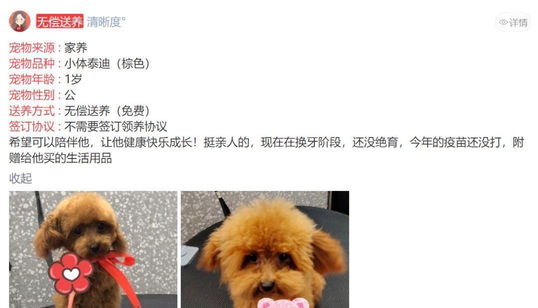 在鹤壁东区捡到泰迪狗需要支付多少钱？领养流程是怎样的？