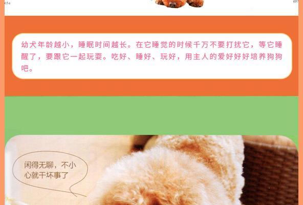 在鹤壁东区捡到泰迪狗需要支付多少钱？领养流程是怎样的？