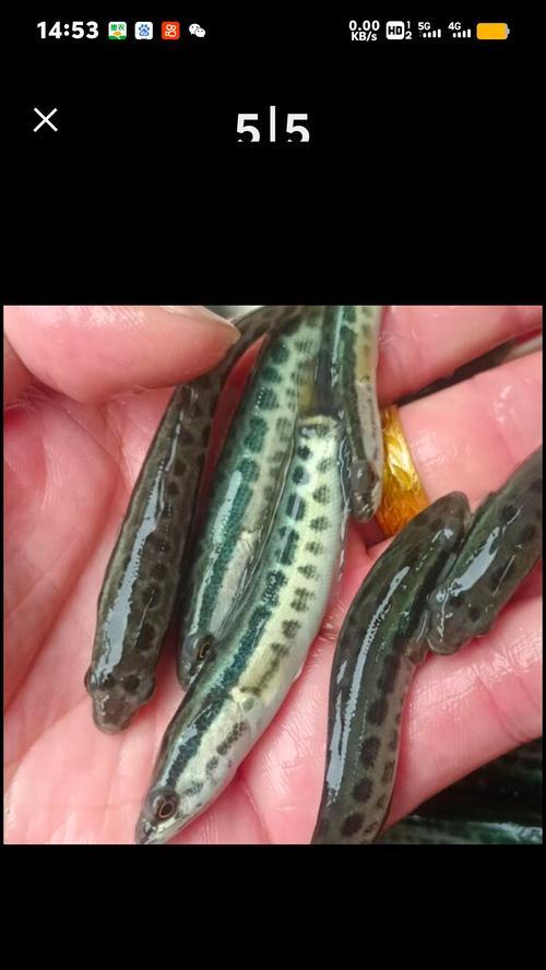 什么鱼会带鱼苗吃饲料？哪种鱼类会主动喂食鱼苗？