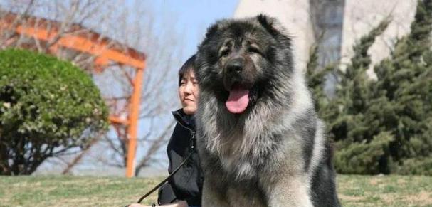 哪些大型犬品种比较凶猛？它们的特点是什么？