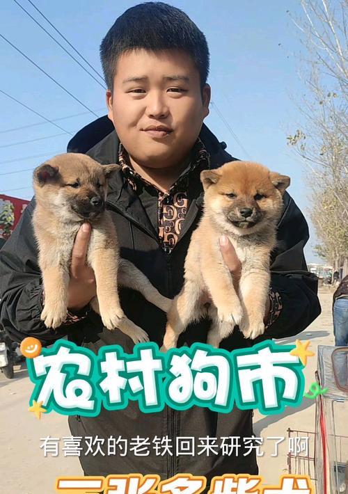 北京地区免费领养柴犬的可能性有多大？领养柴犬的费用是多少？