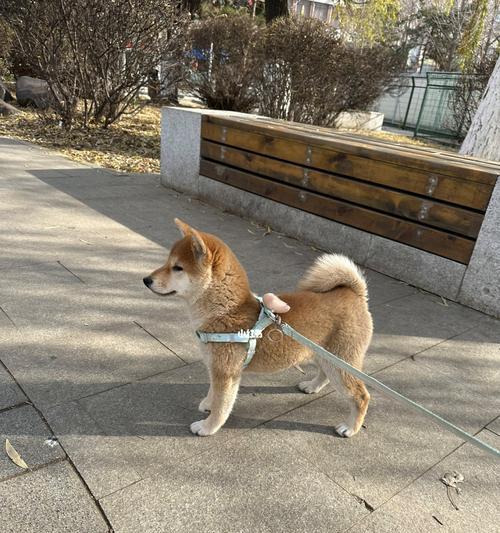 北京地区免费领养柴犬的可能性有多大？领养柴犬的费用是多少？