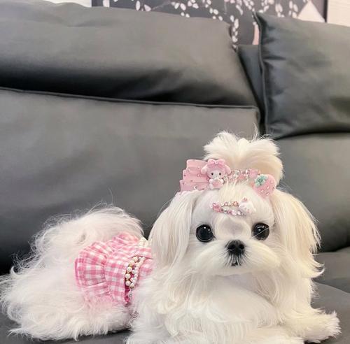 新沂哪里可以买到小型犬？有哪些地方出售小型犬？