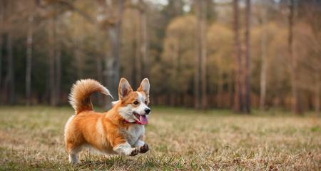 新沂哪里可以买到小型犬？有哪些地方出售小型犬？
