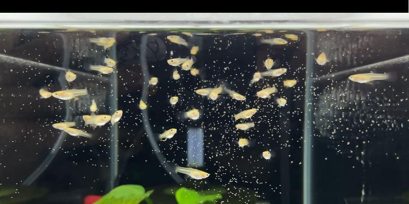 鱼苗生长缓慢的原因是什么？