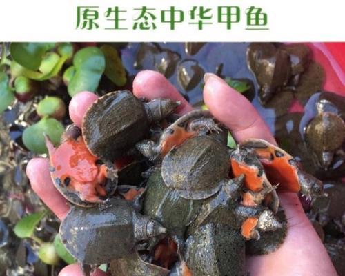 春天放养甲鱼苗可行吗？有哪些注意事项？
