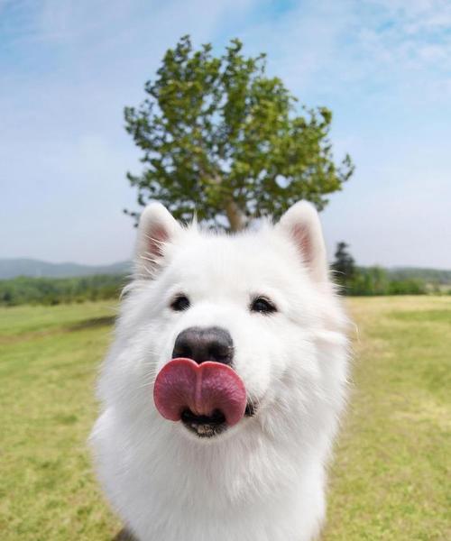 在城市中哪里适合遛大型犬？有哪些推荐的地点？