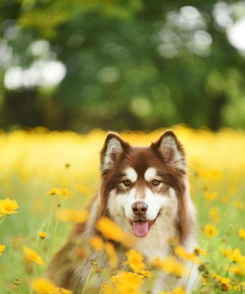 在城市中哪里适合遛大型犬？有哪些推荐的地点？