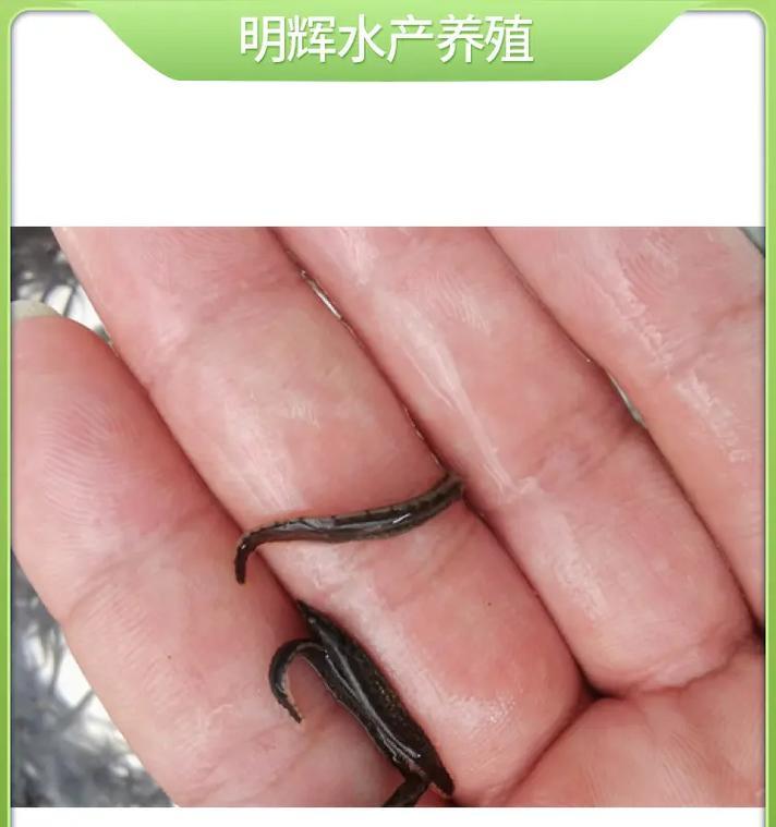 鱼苗幼苗应该喂什么？如何选择合适的饲料？