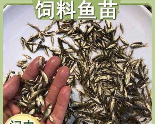 1米2龙鱼苗应喂食什么饲料？选择饲料时应注意哪些事项？