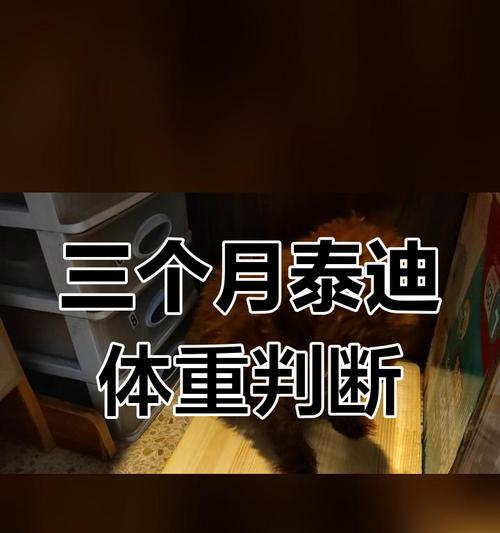 两个月大的泰迪犬应该多重？如何判断其体重是否正常？
