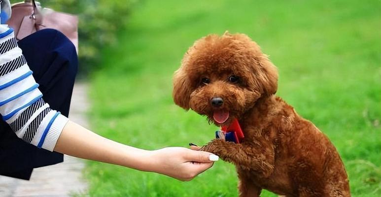 两个月大的泰迪犬应该多重？如何判断其体重是否正常？