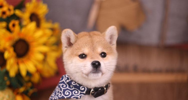 黑鱼苗为何会飘浮在水面不动？45天小柴犬一次吃多少？