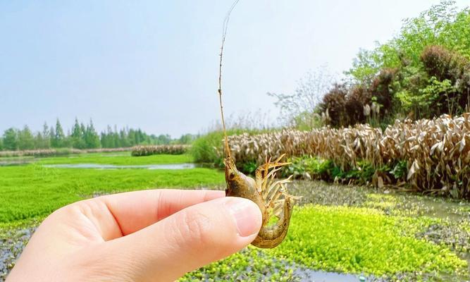 小鱼苗喂食前需要消杀吗？这样做有什么好处？