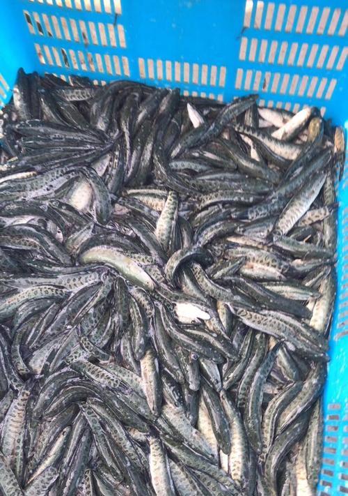 黑鱼苗在过温过水时为何容易死亡？