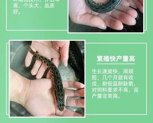 黑鱼苗在过温过水时为何容易死亡？