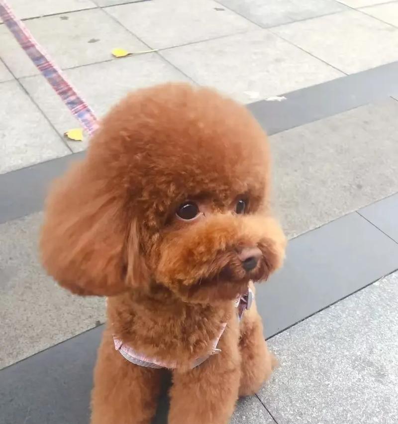 三个月大的泰迪犬体重多少斤算正常？