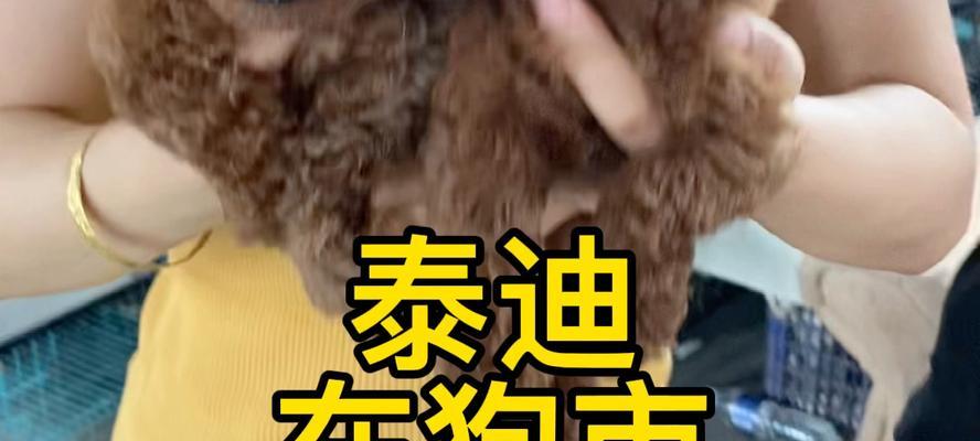 新乡狗市泰迪价格是多少？购买时应注意什么？