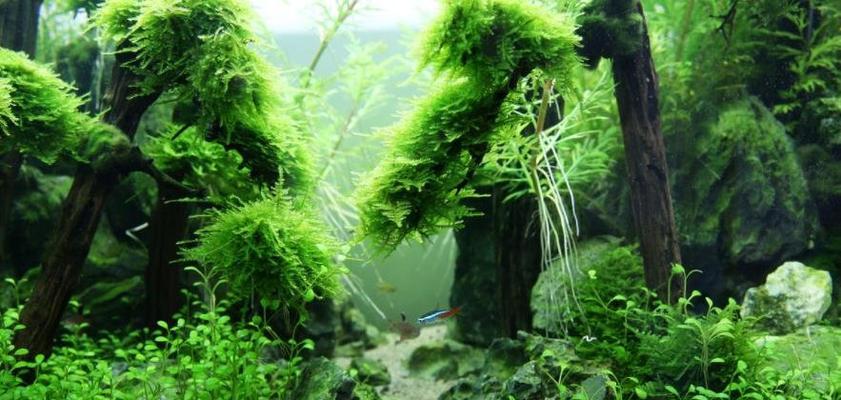 水草鱼缸鱼苗喂什么饲料？如何确保营养均衡？