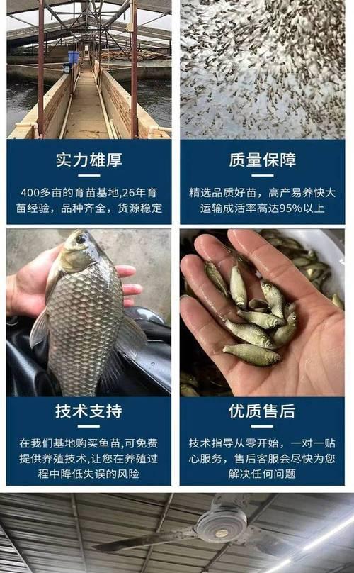 水草鱼缸鱼苗喂什么饲料？如何确保营养均衡？
