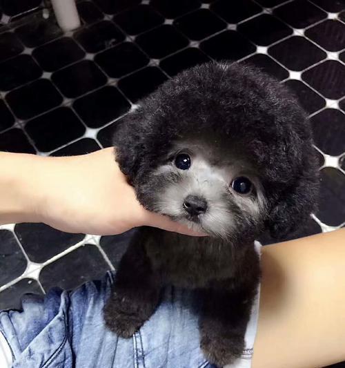 济源泰迪幼犬出售价格多少？幼犬的喂养需要注意什么？