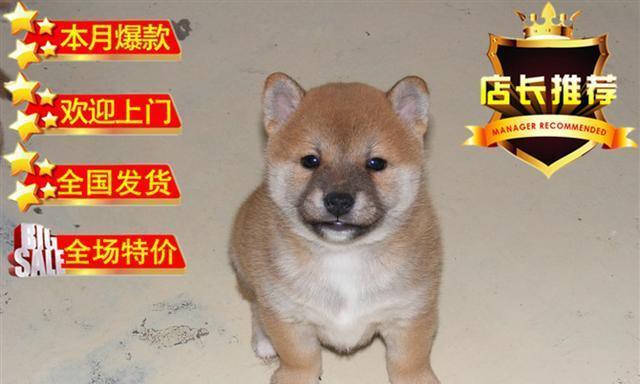 温岭柴犬出售点在哪儿啊多少钱？柴犬购买的注意事项有哪些？