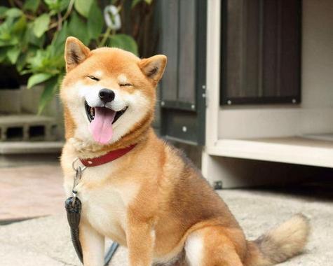 温岭柴犬出售点在哪儿啊多少钱？柴犬购买的注意事项有哪些？