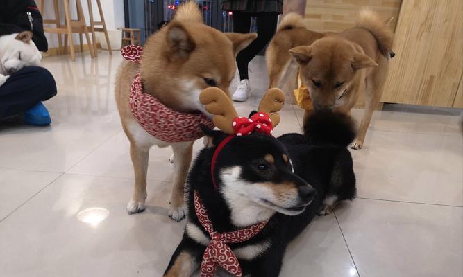 温岭柴犬出售点在哪儿啊多少钱？柴犬购买的注意事项有哪些？