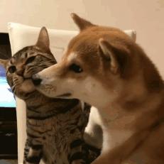 柴犬幼猫每月费用多少？如何计算？